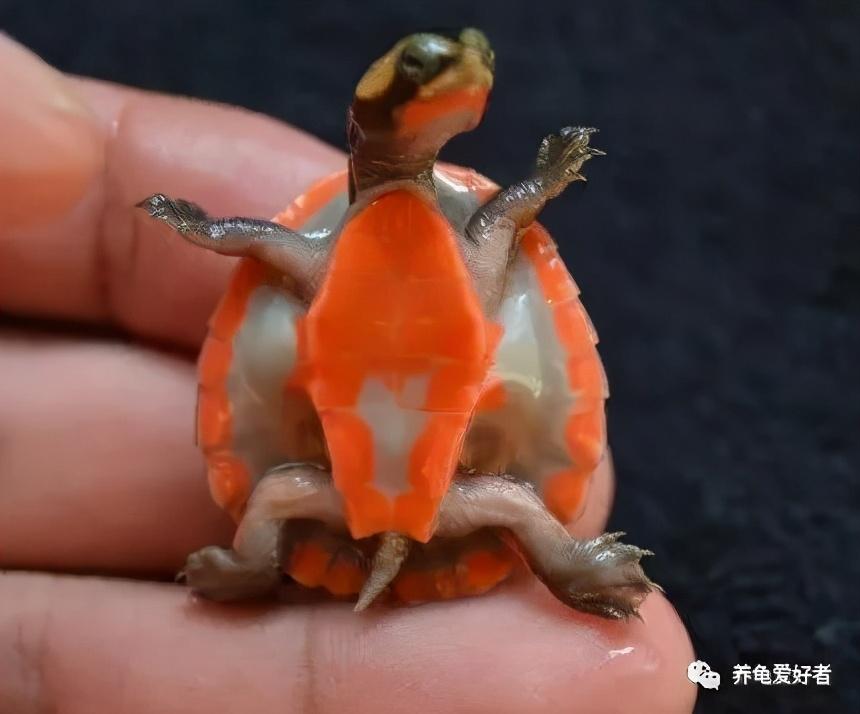 探秘红腹龟，自然界的瑰宝