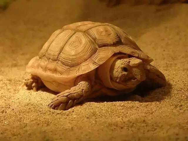探秘红腹剃刀龟，宠物界的独特魅力