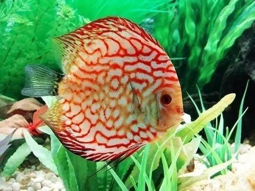 七彩神仙鱼混养的艺术，打造和谐共生的水族箱